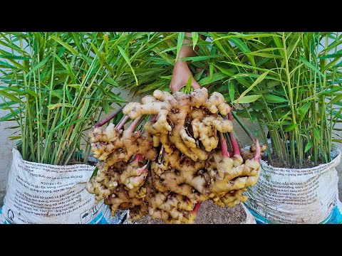 Amazing idea for growing ginger | How to grow ginger in bag to fast harvest