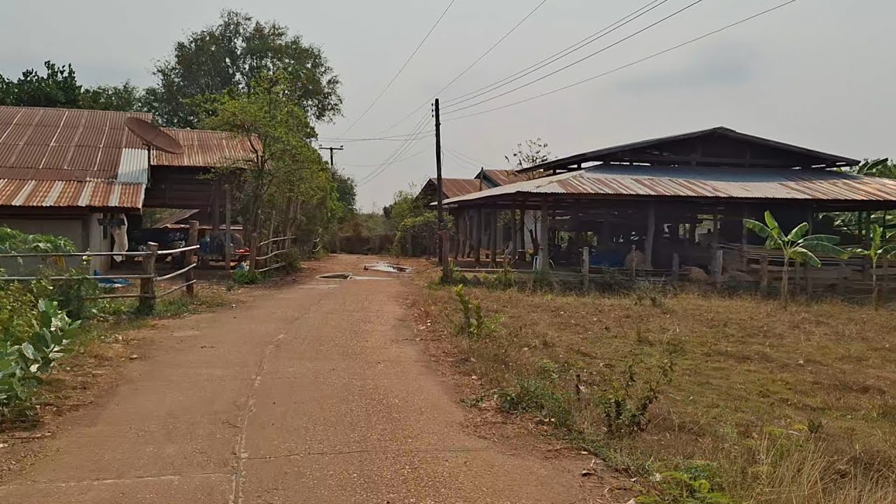 ชนบทอีสานใต้ ถึงจะดูแห้งแล้ง แต่ทำนาได้ตลอดทั้งปี #ชนบทไทย