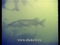 Щука Часть 5 Pike Underwater