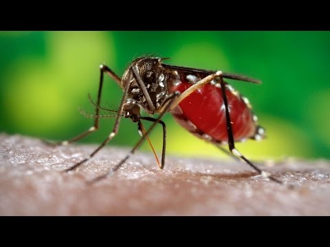 Как сделать так чтобы комары не кусали в домашних условиях