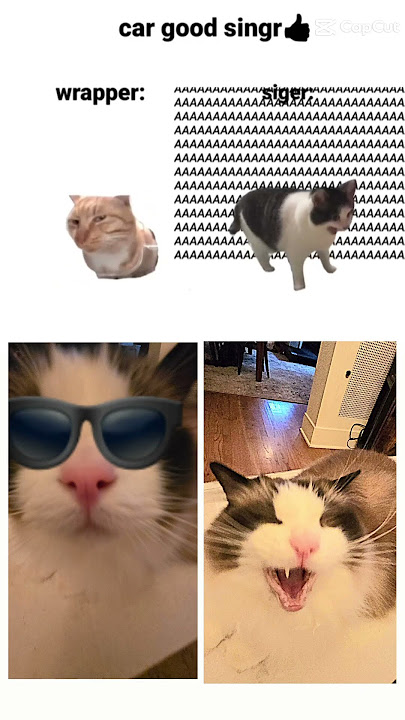 Rapper cat vs singer cat