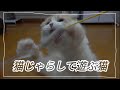シンプルなリボンつき猫じゃらしで遊ぶ猫〜再び〜