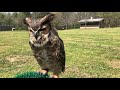 Great Horned Owls