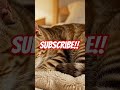 Cat Purring + Pink Noise Instant Deep Sleep in Seconds #catpurring #pinknoise #deepsleep #sleepsound