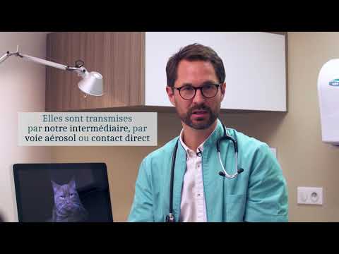 Vidéo: Pourquoi les chats d'intérieur ont besoin de vaccins