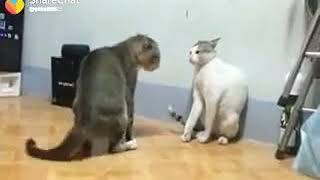 djuuhf jxjhf djuf