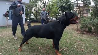 TOP ROTTWEILER BREEDER IN INDIA