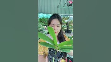 Phân biệt màu đai châu thái đơn giản cùng em Ý #/shorts / Thích Trồng Lan - Vườn lan Bá Ninh