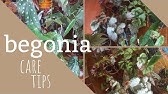 How to plant Begonias