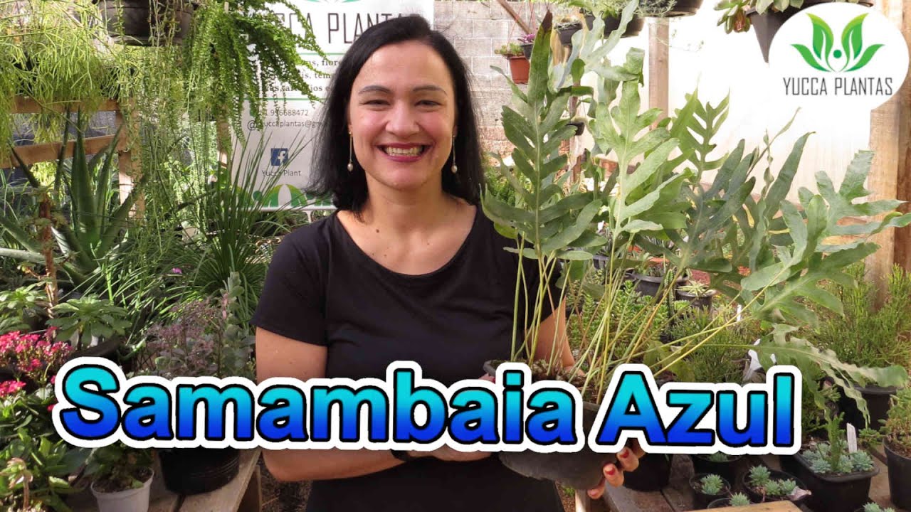 Samambaia Azul - Phlebodium aureum var. 'Blue Star'