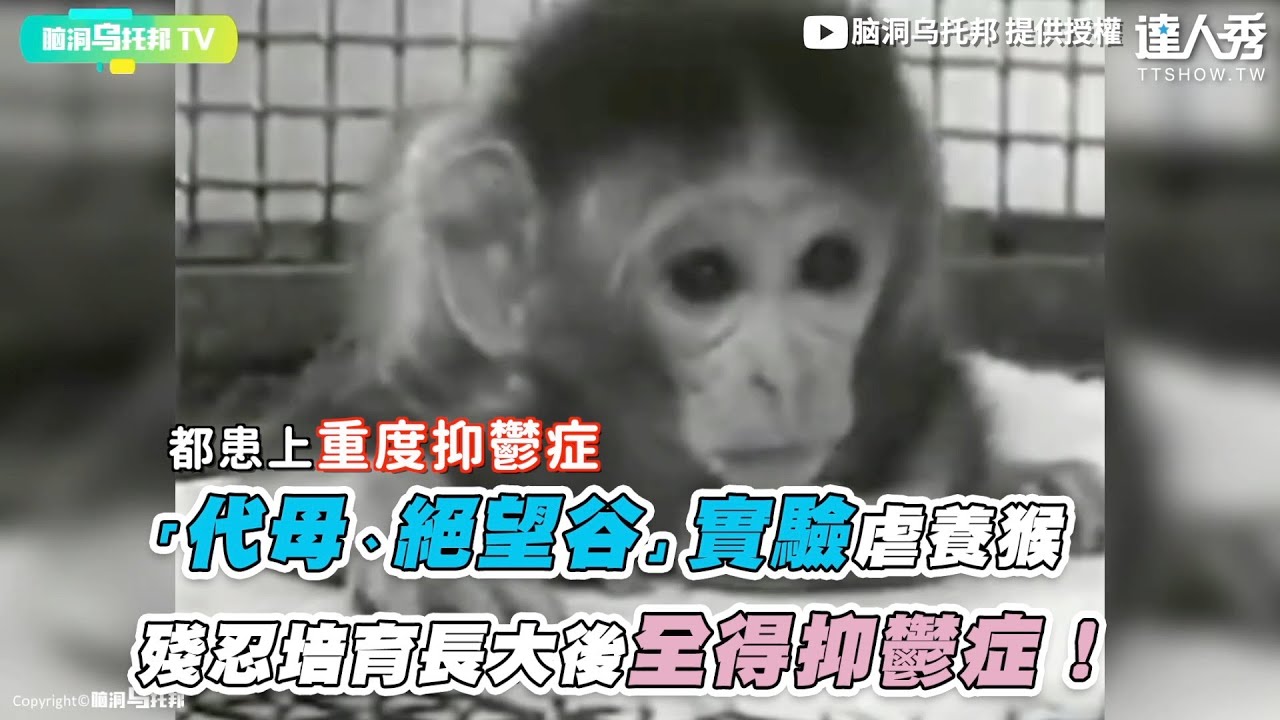 代母 絕望谷 實驗虐養猴殘忍培育長大後全得抑鬱症 脑洞乌托邦 Youtube