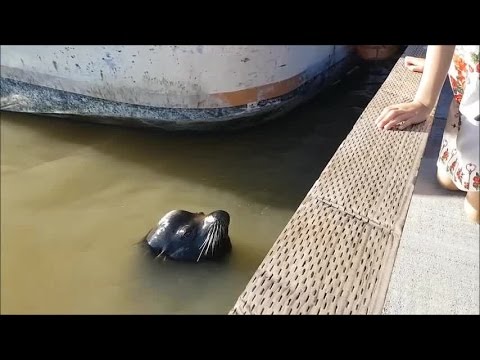 VIDEO: Sea lion grabs girl and pulls her into water