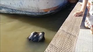 VIDEO: Sea lion grabs girl and pulls her into water