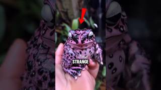 These Animals Look Too Weird To Be Real 😱 #animalfacts #weirdanimals