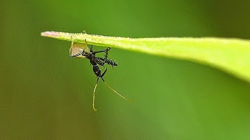 Spiny Assassin Bug Nymph On A Leaf