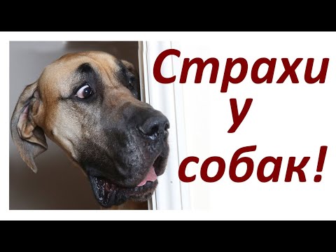 Видео: Спросите ветеринара: может ли моя собака бояться темноты?