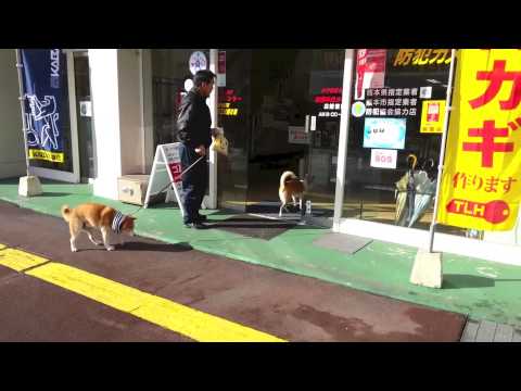 犬専用の自動扉・カワイイょ(^_^)