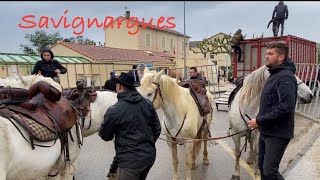 Abrivado ➡️ Savignargues 🇫🇷 01/05/2024 🌧️ manade de la Lauze #tradition #camargue