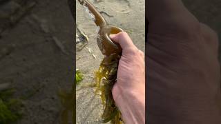 Extremely Satisfying Popping Sea Balls and Jellyfish! #shorts
