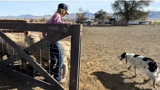 My granddaughter improving her herding skills with her border collie by BWR Stockdog Training 504 views 6 months ago 4 minutes, 37 seconds