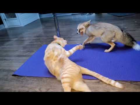 Cat and fox do yoga together...sort of