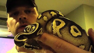 KING KONG CONSTRICTORS Ball Python update