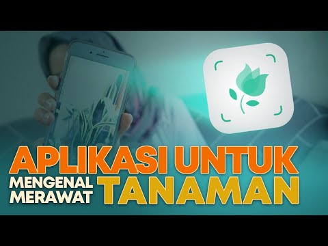 Video: Tanaman Heather Umum - Sifat Yang Berguna, Aplikasi