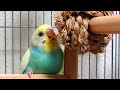 新しい玩具に大喜びです/セキセイインコ家族/生後5ヶ月目の幼鳥