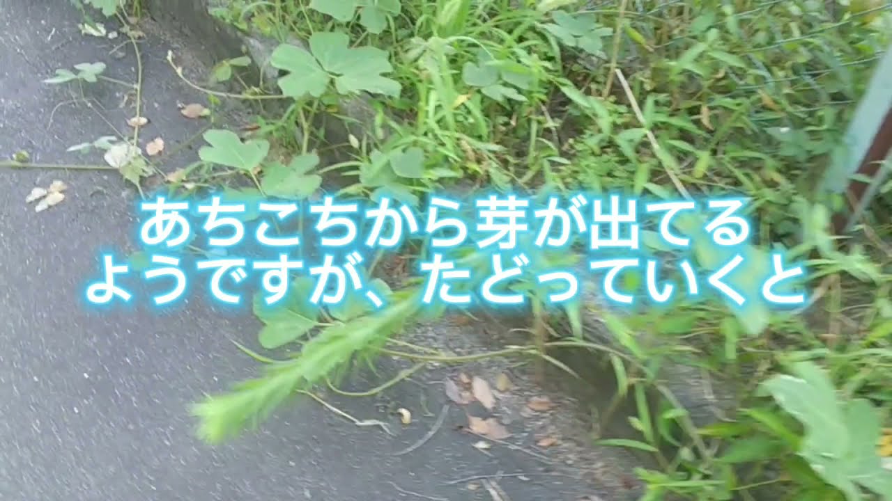 除草剤を使わない葛の駆除実験 アメリカ式でやってみる Youtube