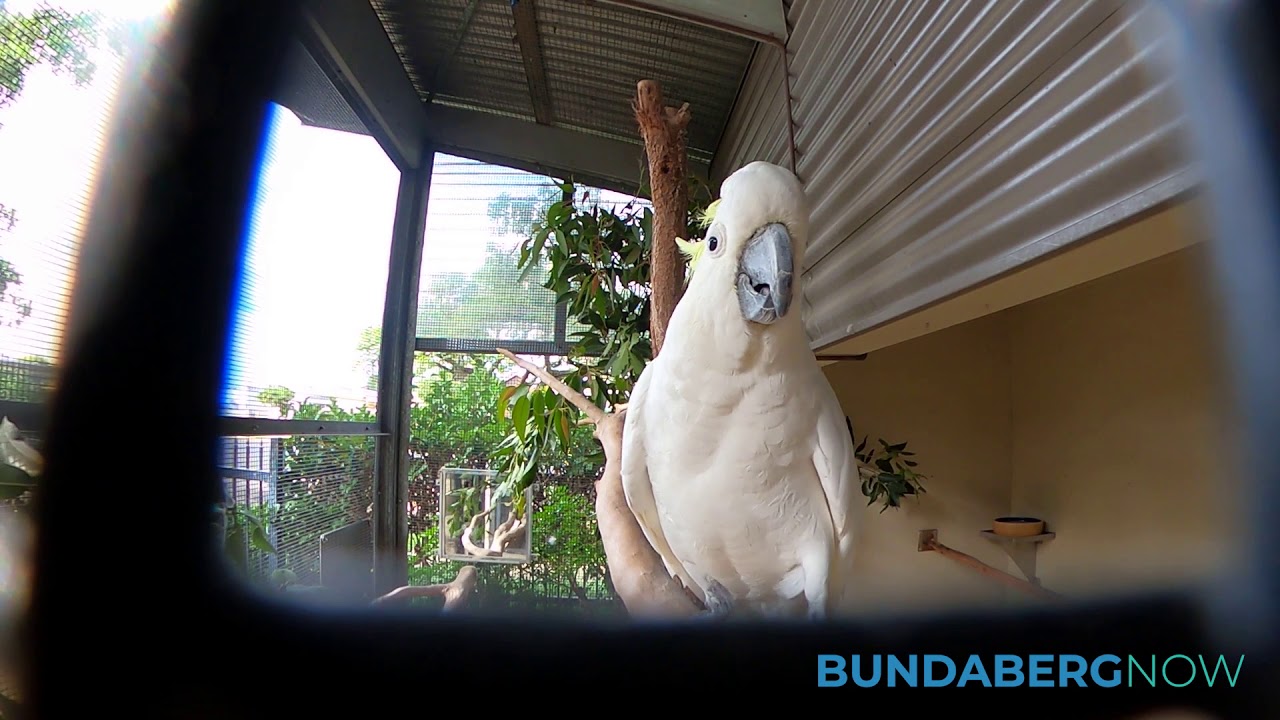 the Cockatoo YouTube