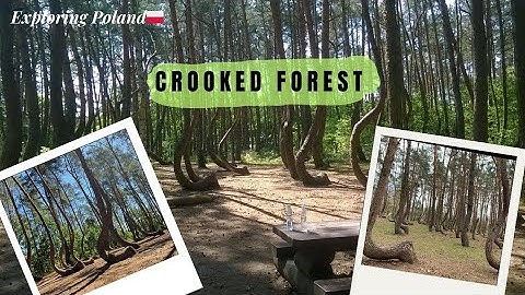 The Unsolved Mystery Of Crooked Forest | What Twisted These Trees ? | 400 Bent Trees And No Answers