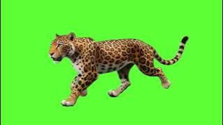 Jaguar Running Green Screen | Protect Wildlife Message #greenscreenvideo