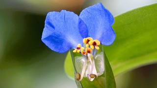 Beautiful Tropical Looking Flowers in our Garden