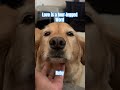 The best therapists are dogs #dogshorts #doglife #cutedog #mentalhealth #positivevibes