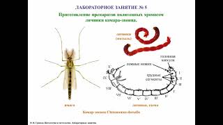 Ядро клетки, описание методики приготовления микропрепарата политенных хромосом