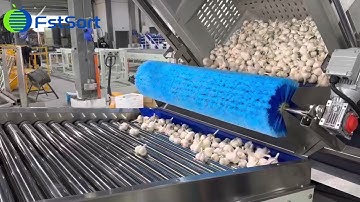 Garlic Grading Machinery! Weight Sorting Line.♻️🧄⚖️
