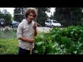 Harvesting and Preparing Horseradish