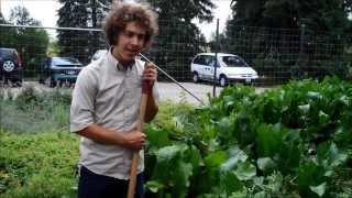 Harvesting and Preparing Horseradish