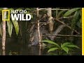 Swimming with Sloths | Amazon Underworld