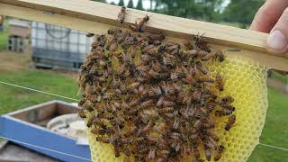 Beekeeping Frames, Is Foundation Necessary? None Required.