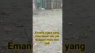 mpus jaga pintu #awesome #cat #hiburan #youtubeshorts #imut #kucing #animals #anabul #lucu #fun #fyp