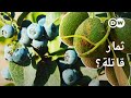 وثائقي الأفوكادو والتوت الأزرق أغذية فائقة الجودة أم قاتلة للمناخ وثائقية دي دبليو 