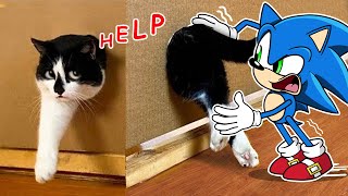 Lols !! Sonic Helps Stupid Cat 😾🐶  Sonic the Hedgehog in Real Life ! Funniest Cats And Dogs Videos