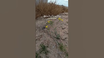 إن الله لا يخفى عليه شيء #القرآن_الكريم #اجمل_حالات_واتس_اب #تلاوة_خاشعة