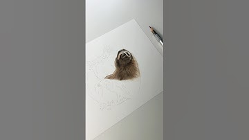 Hang in there and trust the process 🦥 #colouredpencils #sloth #drawing #art #wildlifeart #asmr