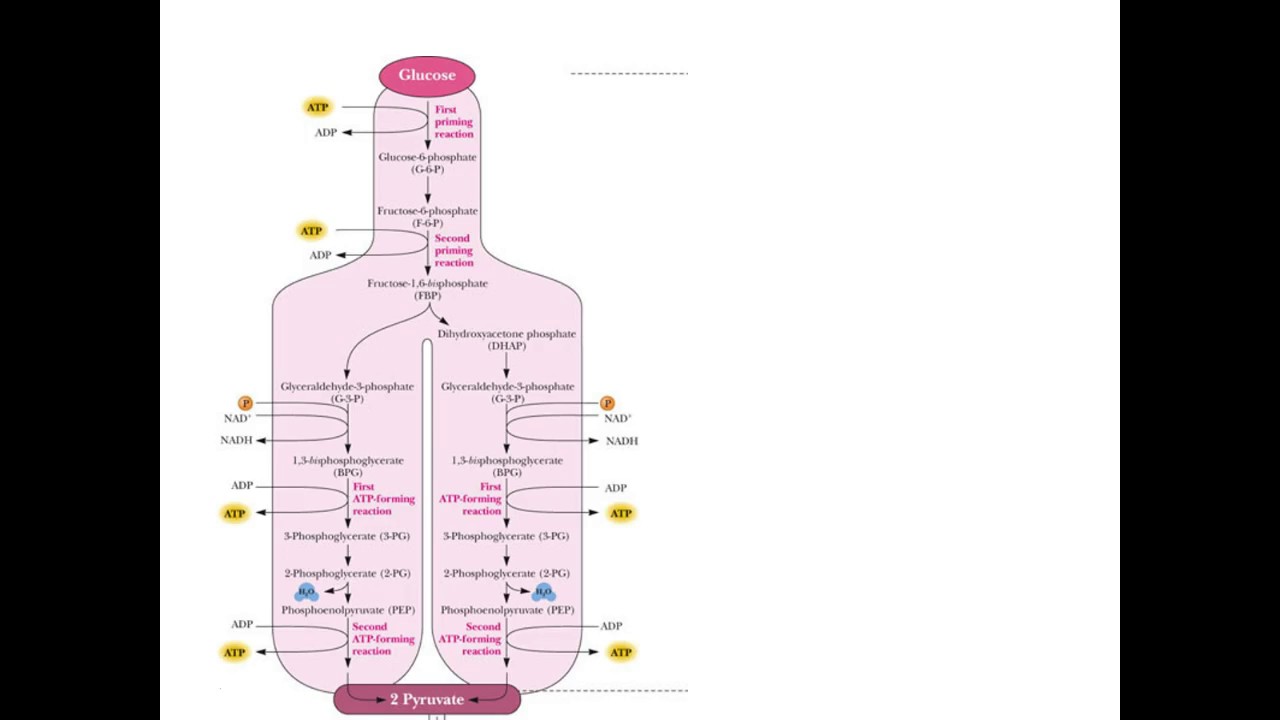Lecture 11B - Glycolysis: Stage 1