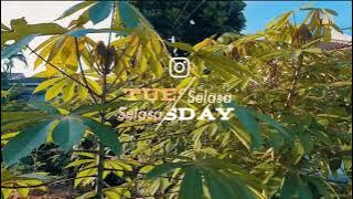 #story wa selamat pagi hari selasa