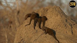 safariLIVE - Sunset Safari - July 13, 2019