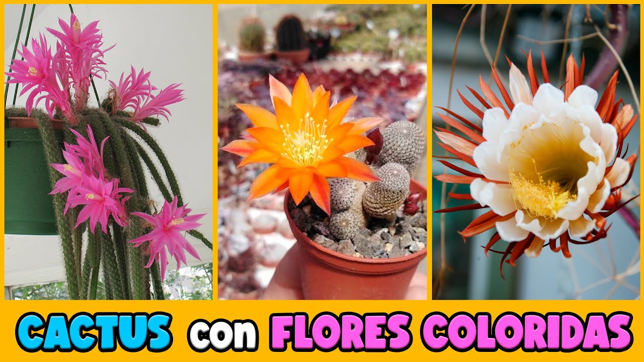10 CACTUS con FLORES muy DECORATIVAS