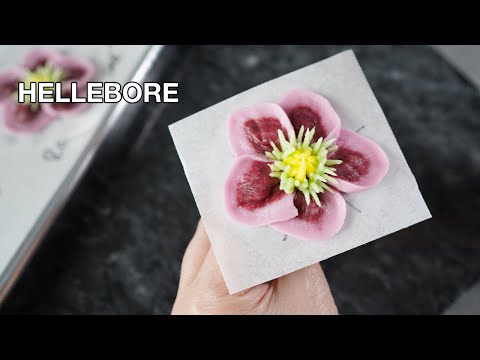 Video: Double Hellebore Info: Erfahren Sie, wie man eine doppelte Hellebore-Blume züchtet